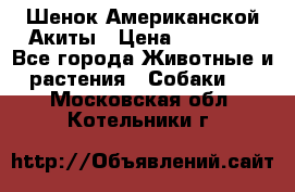 Шенок Американской Акиты › Цена ­ 35 000 - Все города Животные и растения » Собаки   . Московская обл.,Котельники г.